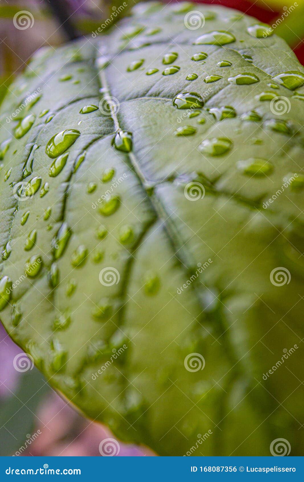 leaf in the rain covered with transparent drops