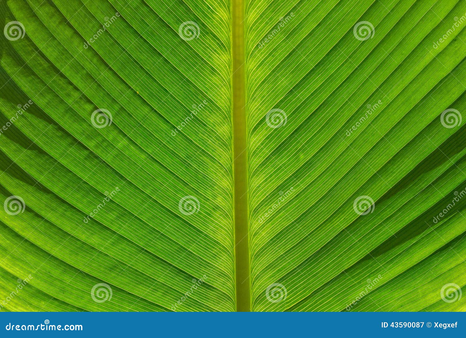 Ginger Cat Fur Texture Background. Pet Hair Texture Background. Royalty