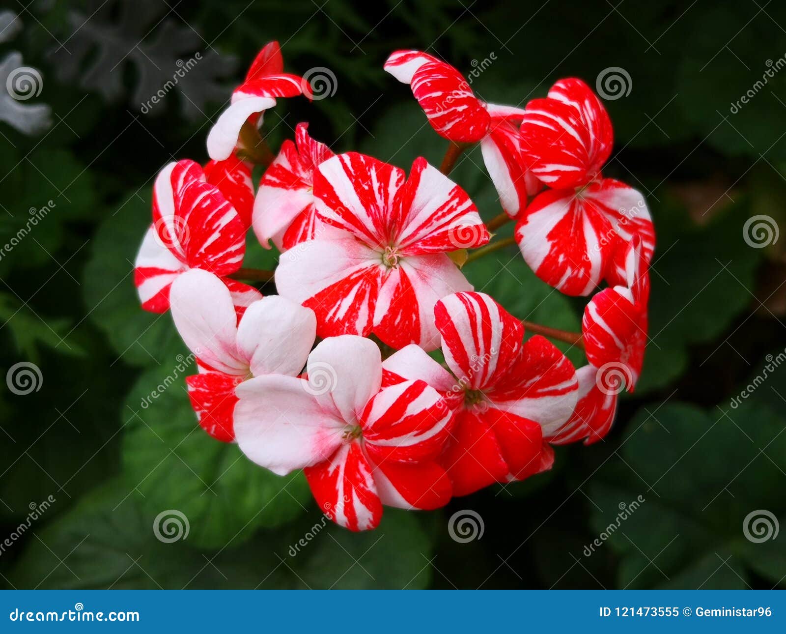 Flower stock image. Image of candy, flower, like, white 121473555