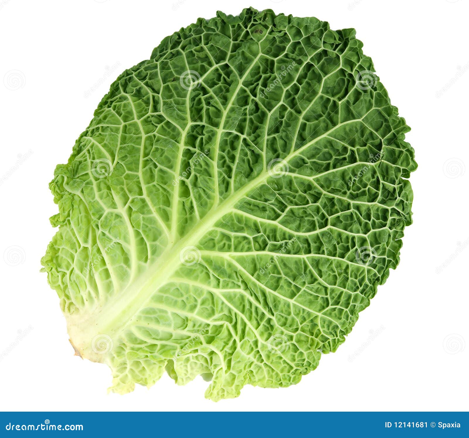Leaf of Ripe Savoy Cabbage stock image. Image of autumn 12141681