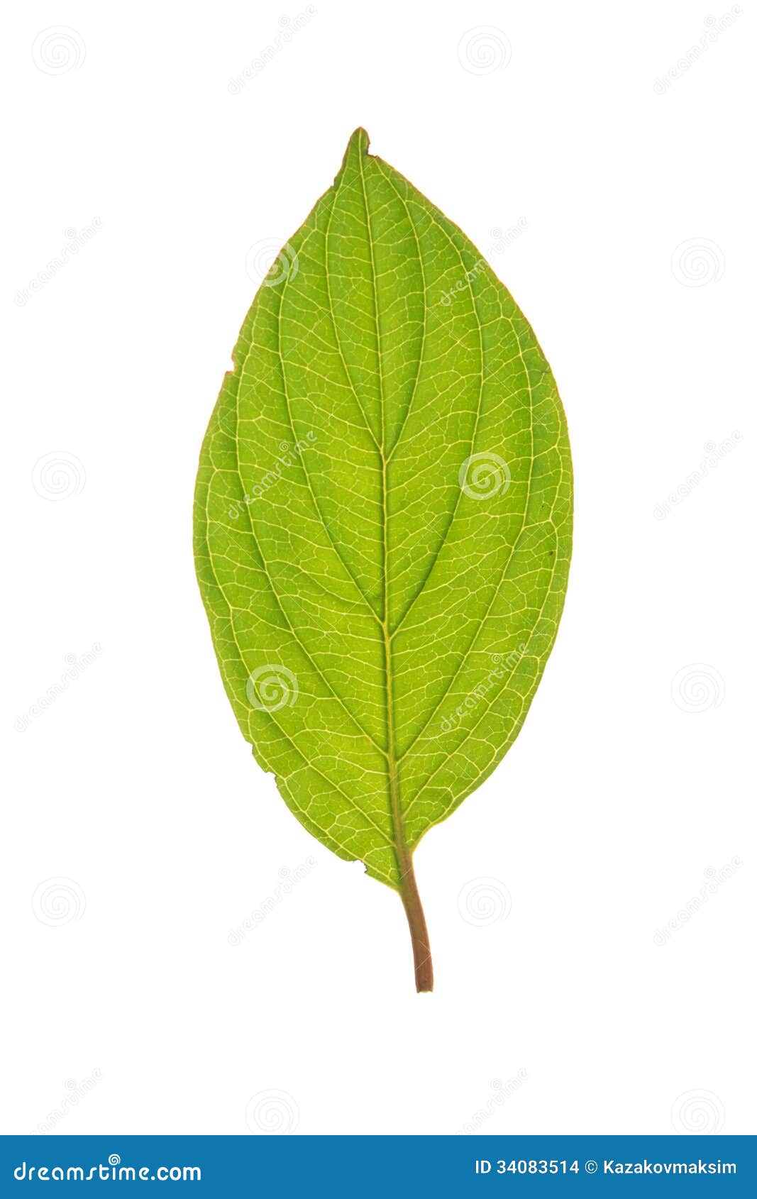 Leaf of Roughleaf Dogwood Isolated on White Stock Photo - Image of ...