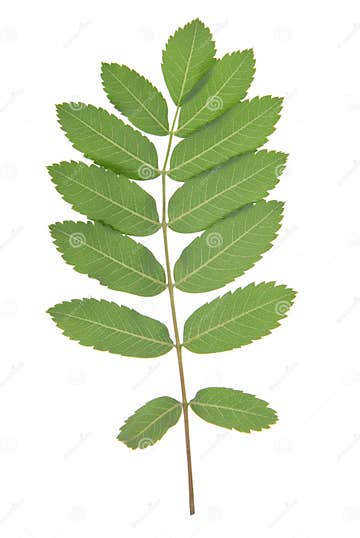 Leaf of rowan tree stock image. Image of herbal, delicate - 35159019