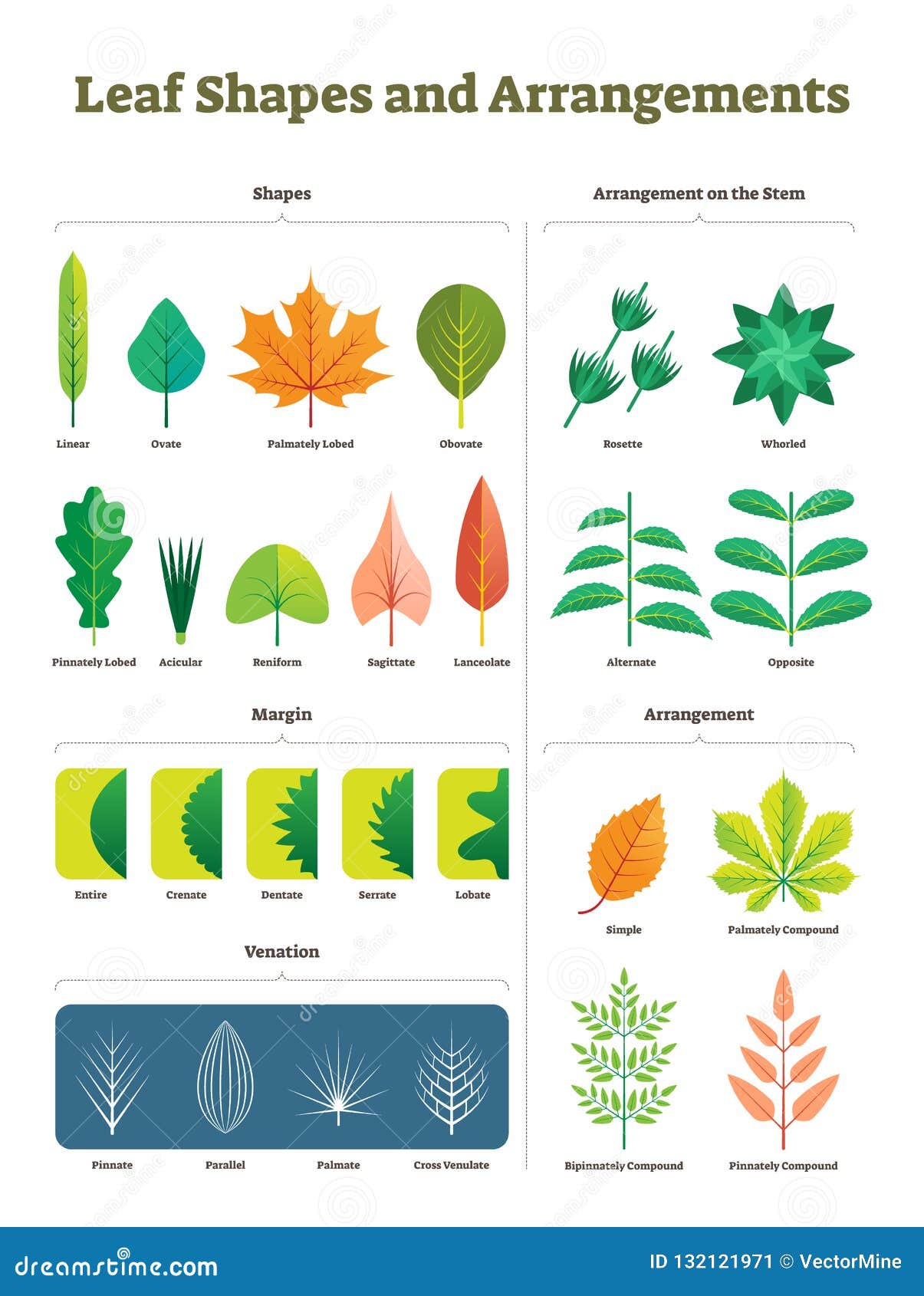 Leaf Shapes Complex Vector Illustration. Biological Characteristic ...