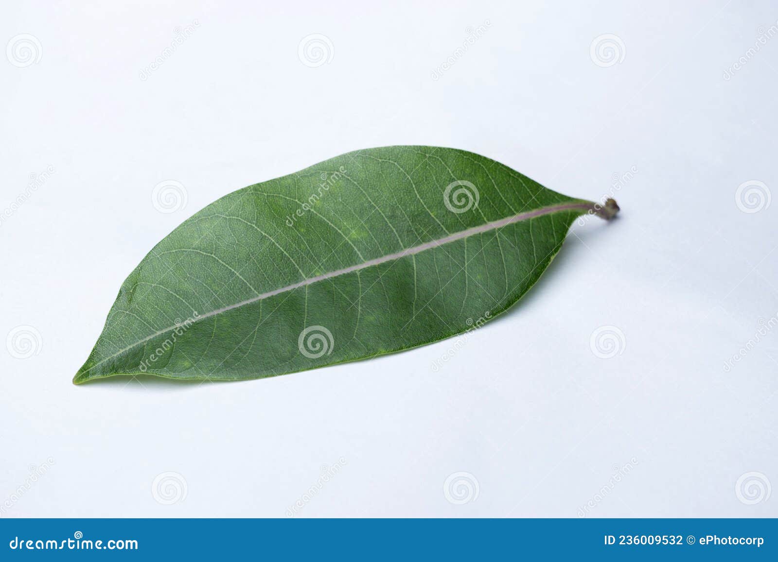 Shyamlata Tree Stock Photos Free & RoyaltyFree Stock Photos from