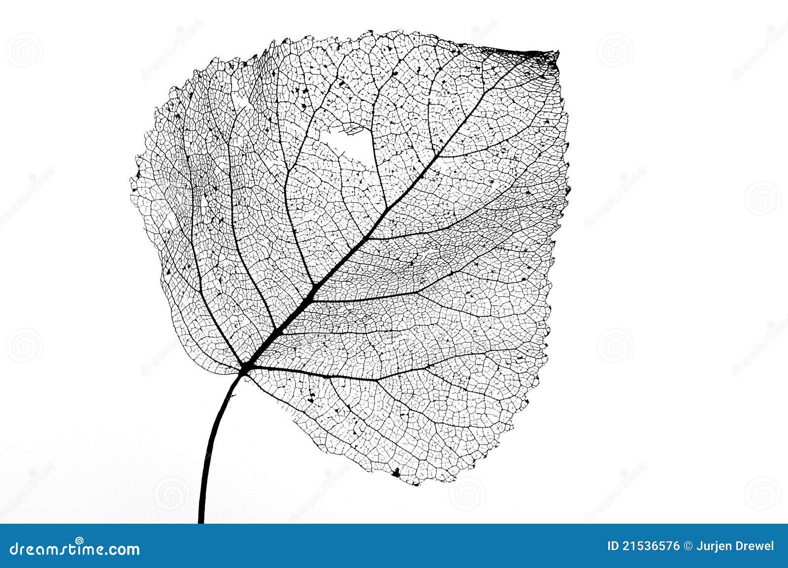 leaf skeleton black & white