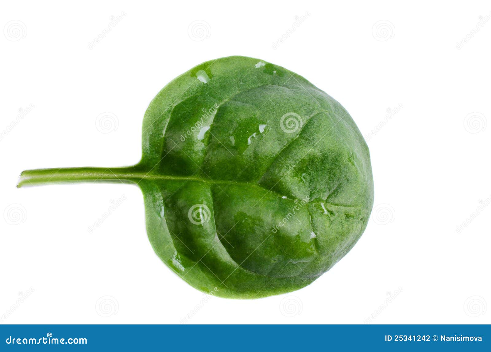 Leaf spinach isolated stock photo. Image of drops, vegetable - 25341242