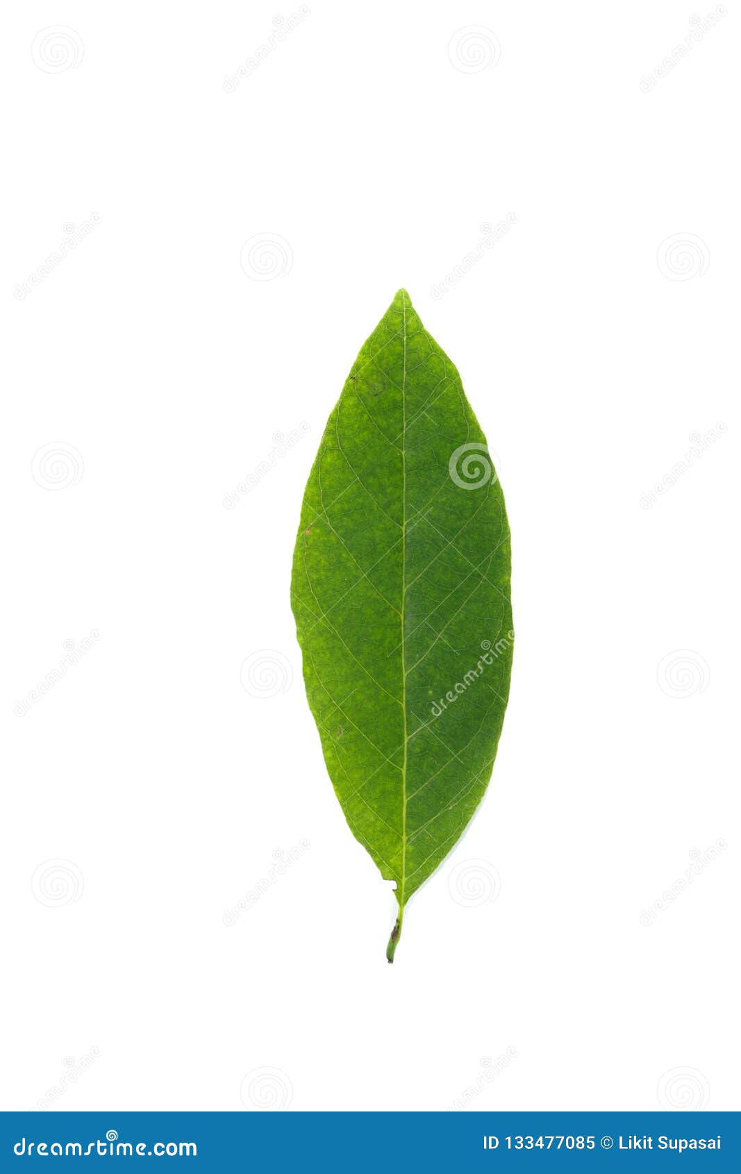 Leaf Sugar Apple White Background in Studio Stock Image - Image of ...