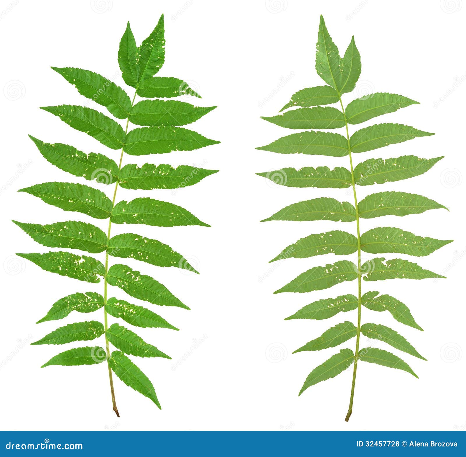 Leaf Of Sumac Tree Attacked By Flea Beetles, Alticiny Stock Photography