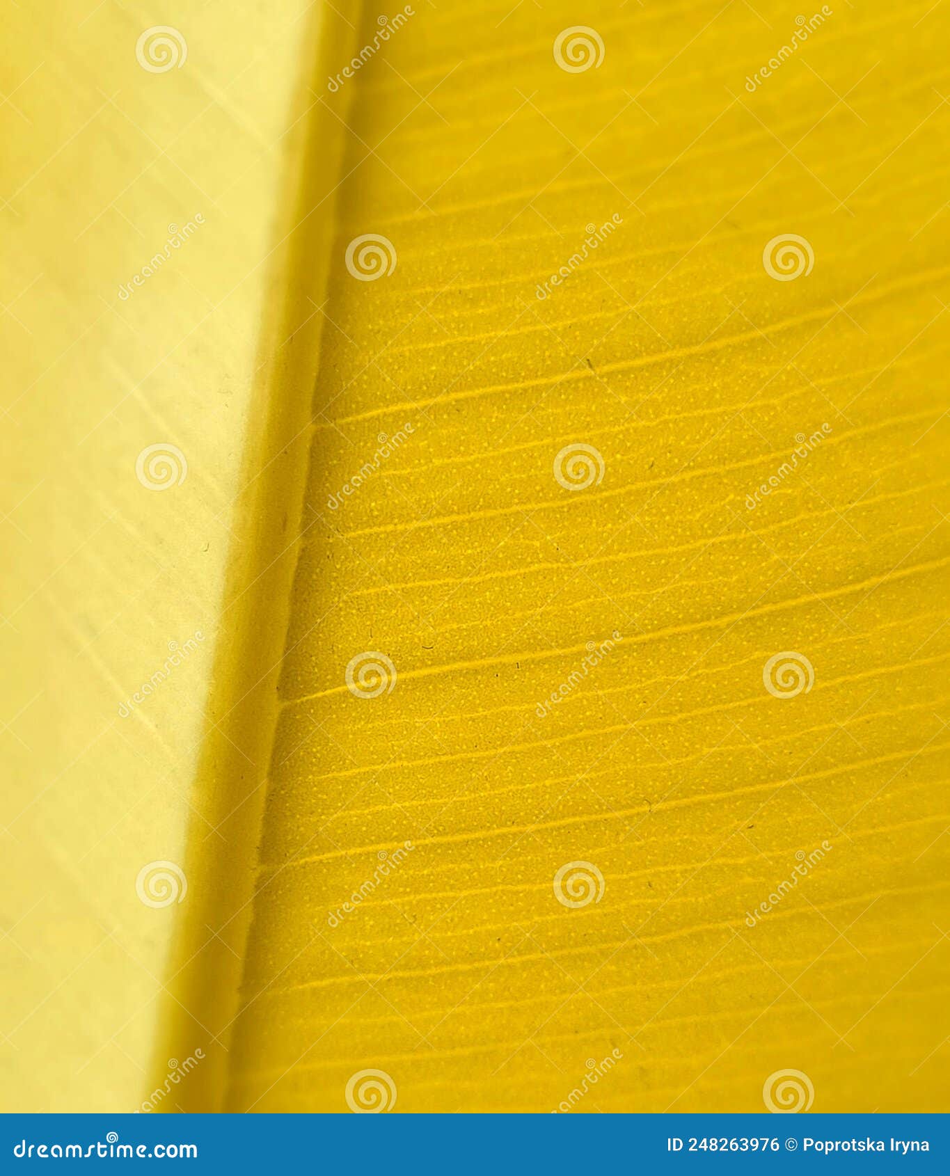 leaf vein pattern of ficus elastica