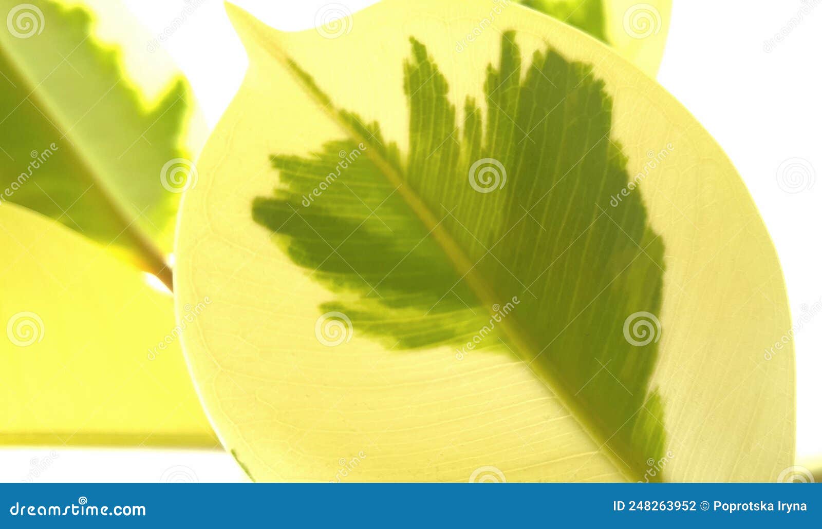 variegated leafs with vein pattern of ficus elastica