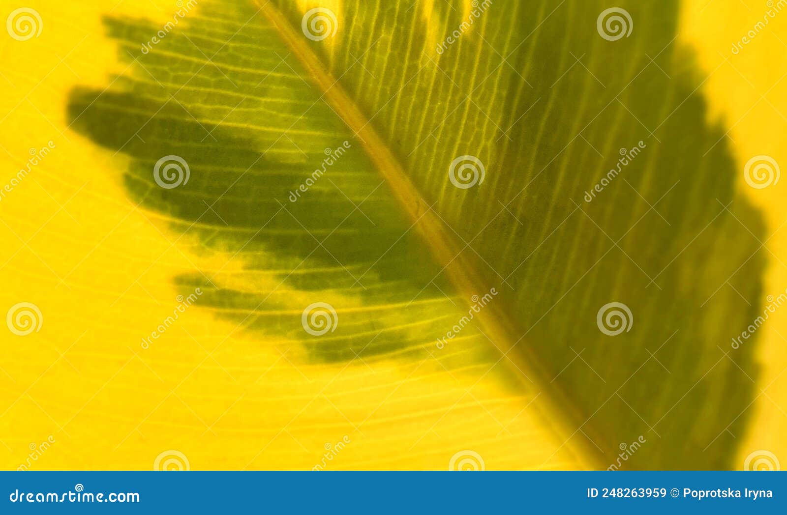 variegated leafs with vein pattern of ficus elastica