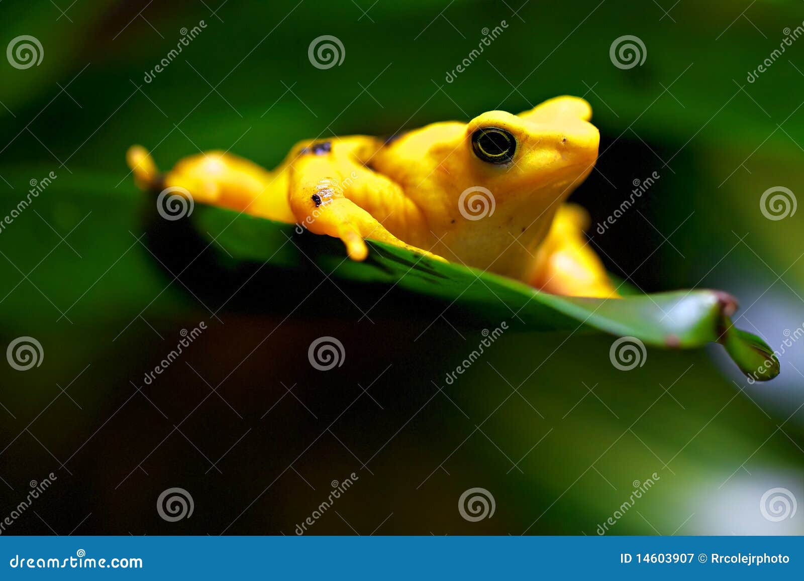 Leaf Surfing stock image. Image of adrenaline, green 14603907
