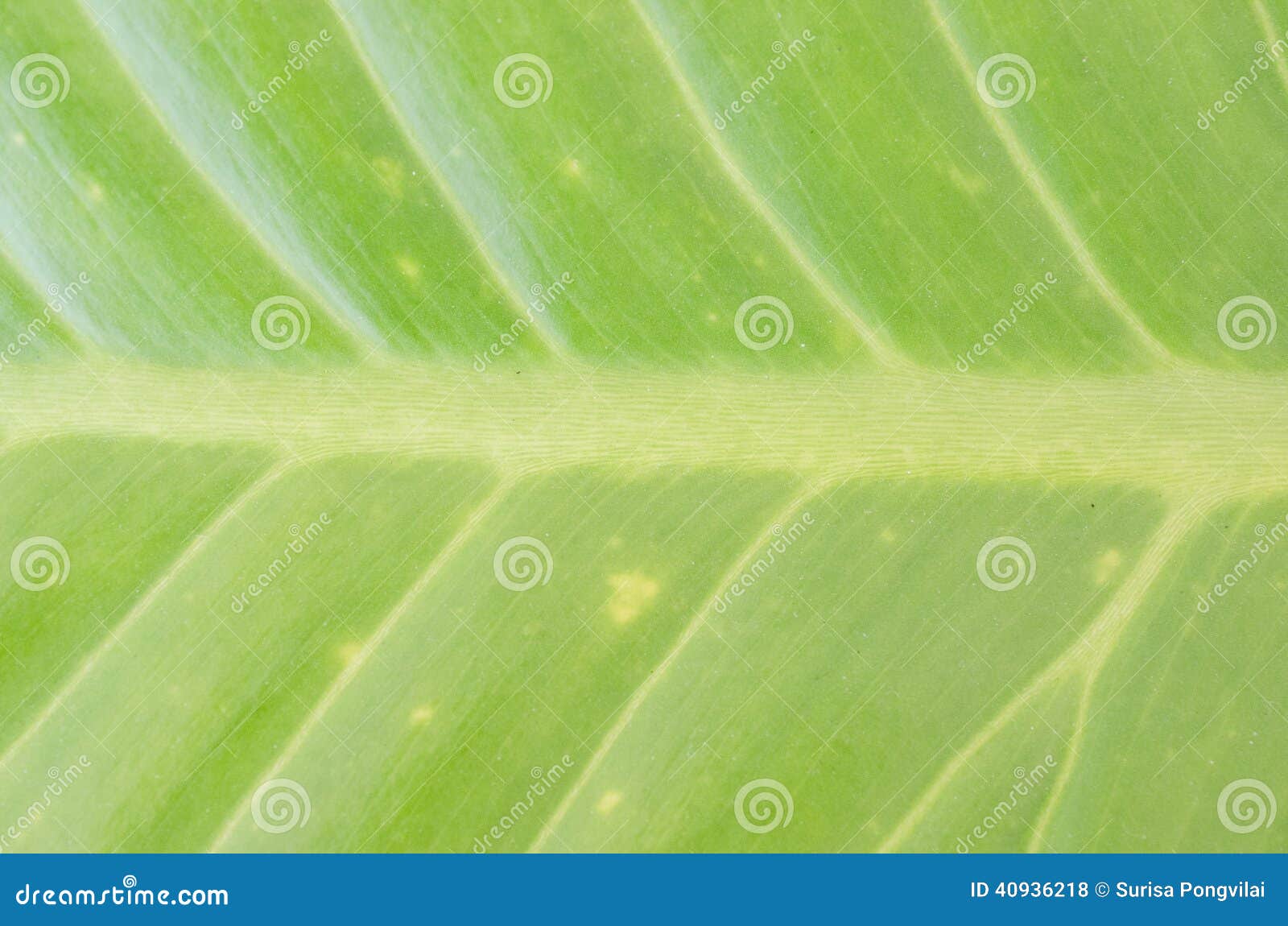 Leaf textures stock photo. Image of texture, leaves, natural 40936218
