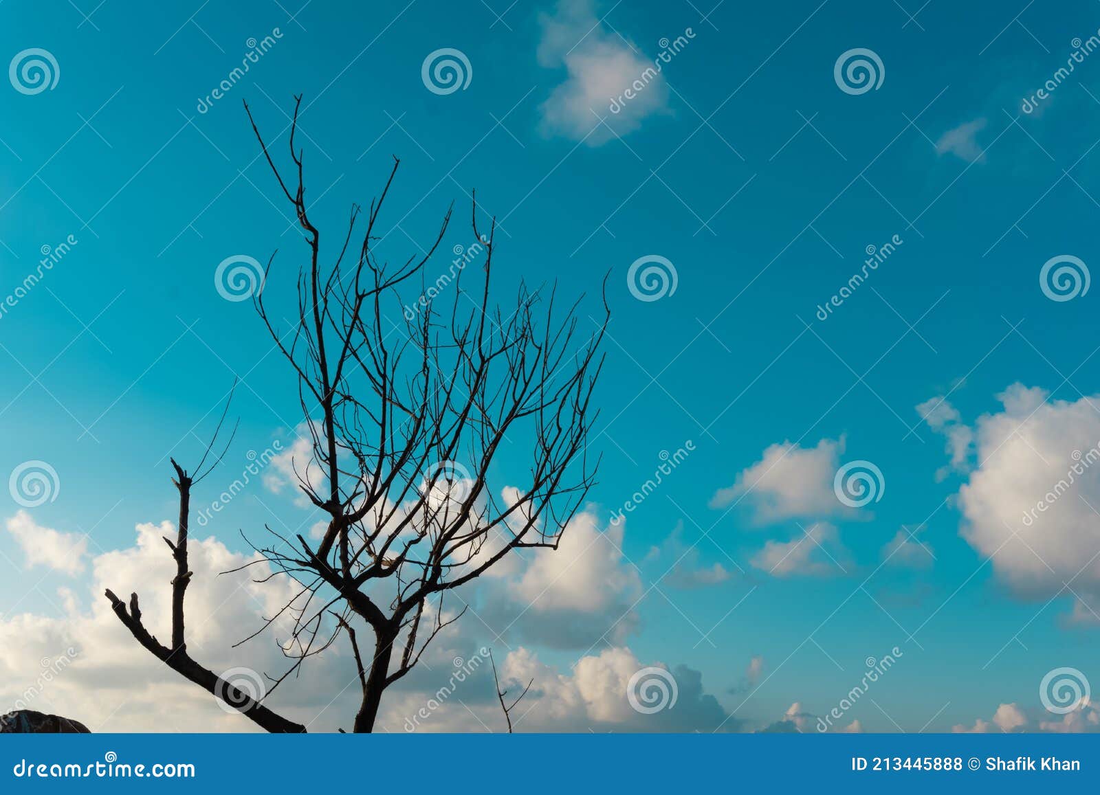 The Leaf less Tree and Beautiful Blue Sky Background Beautiful Scenario