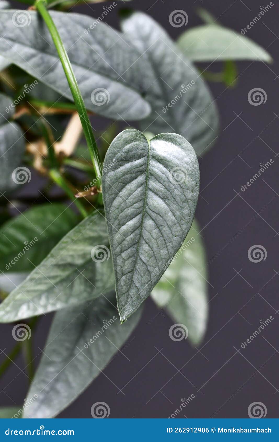 leaf of tropical 'epipremnum pinnatum cebu blue' houseplant