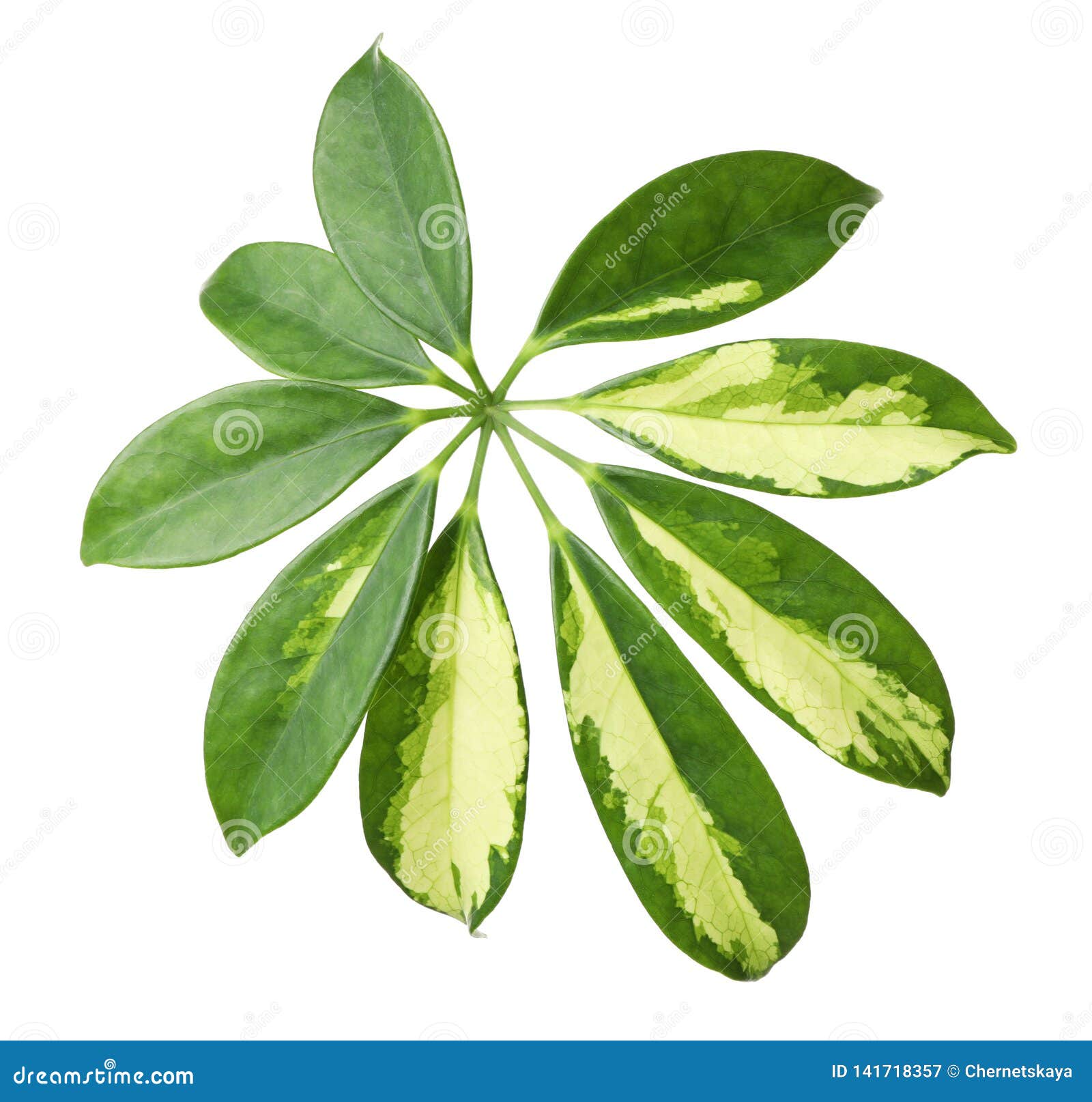 Leaf of Tropical Schefflera Plant Stock Image Image of beautiful
