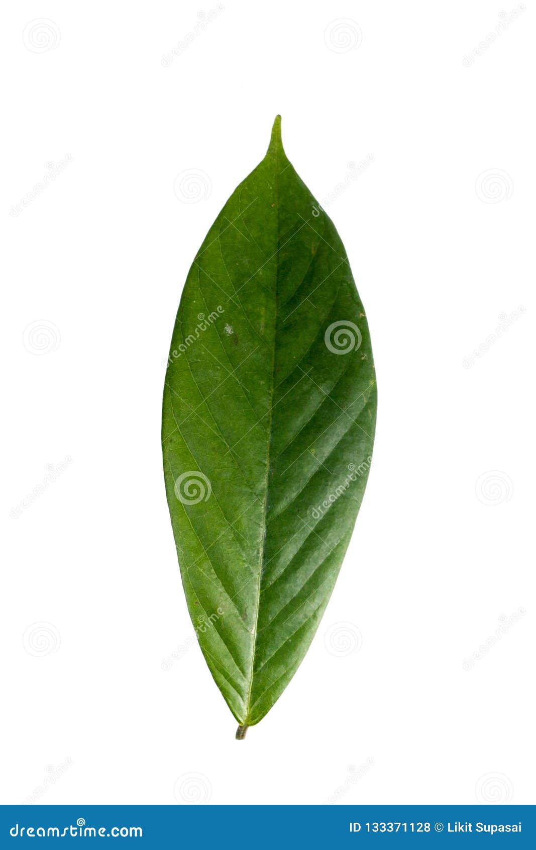 Leaf Tuba Root Thai White Background in Studio Stock Photo - Image of ...