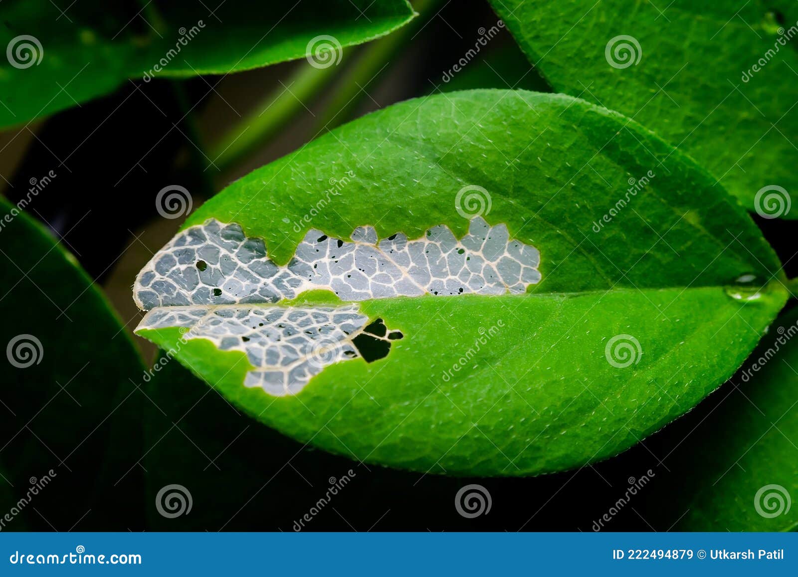 leaf veins exposed by the depletion of chlorophyll of the plant leaf. used selective focus