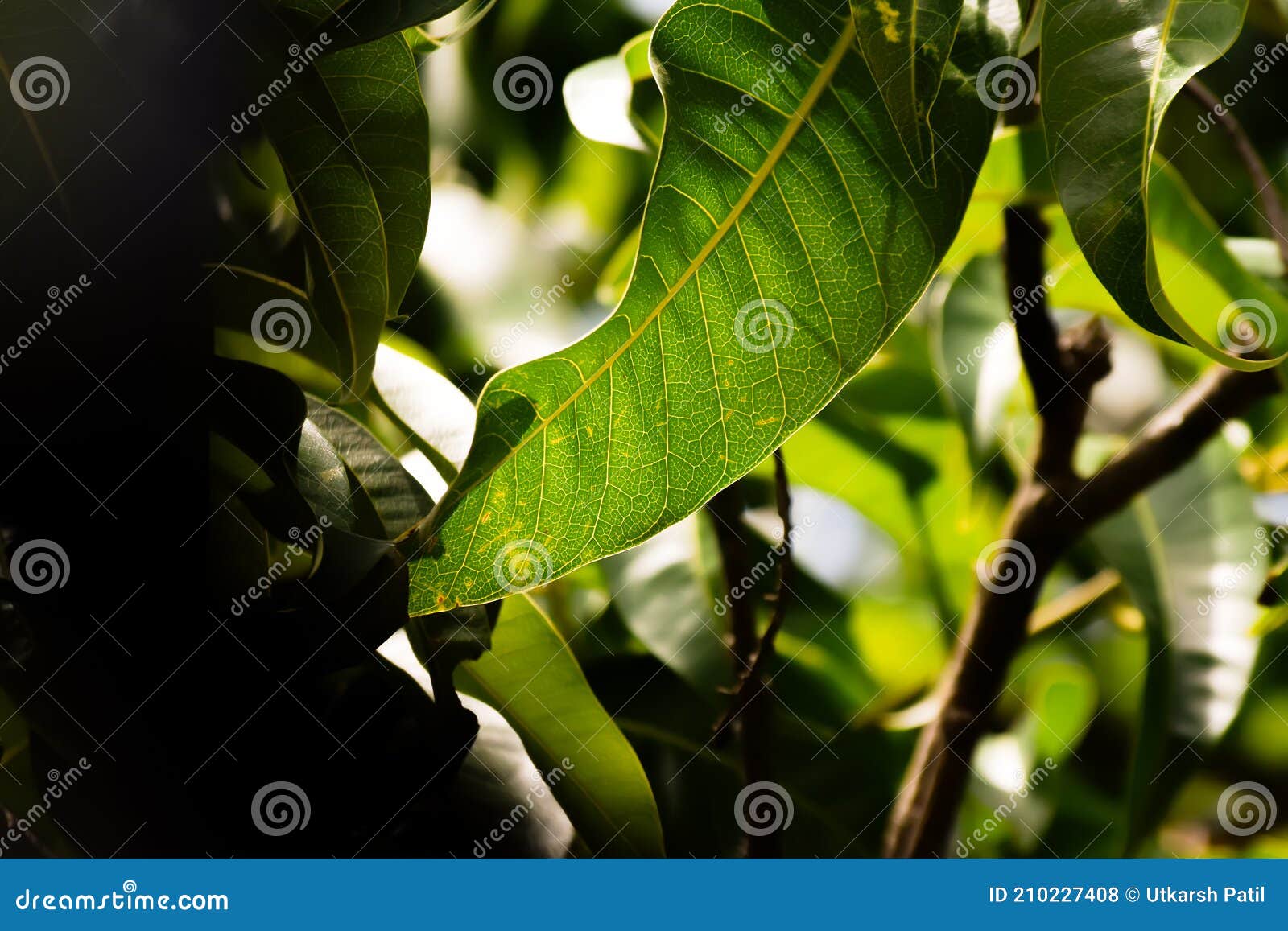 Leaf Veins of Mango Tree Leaf in the Morning Light Stock Photo Image