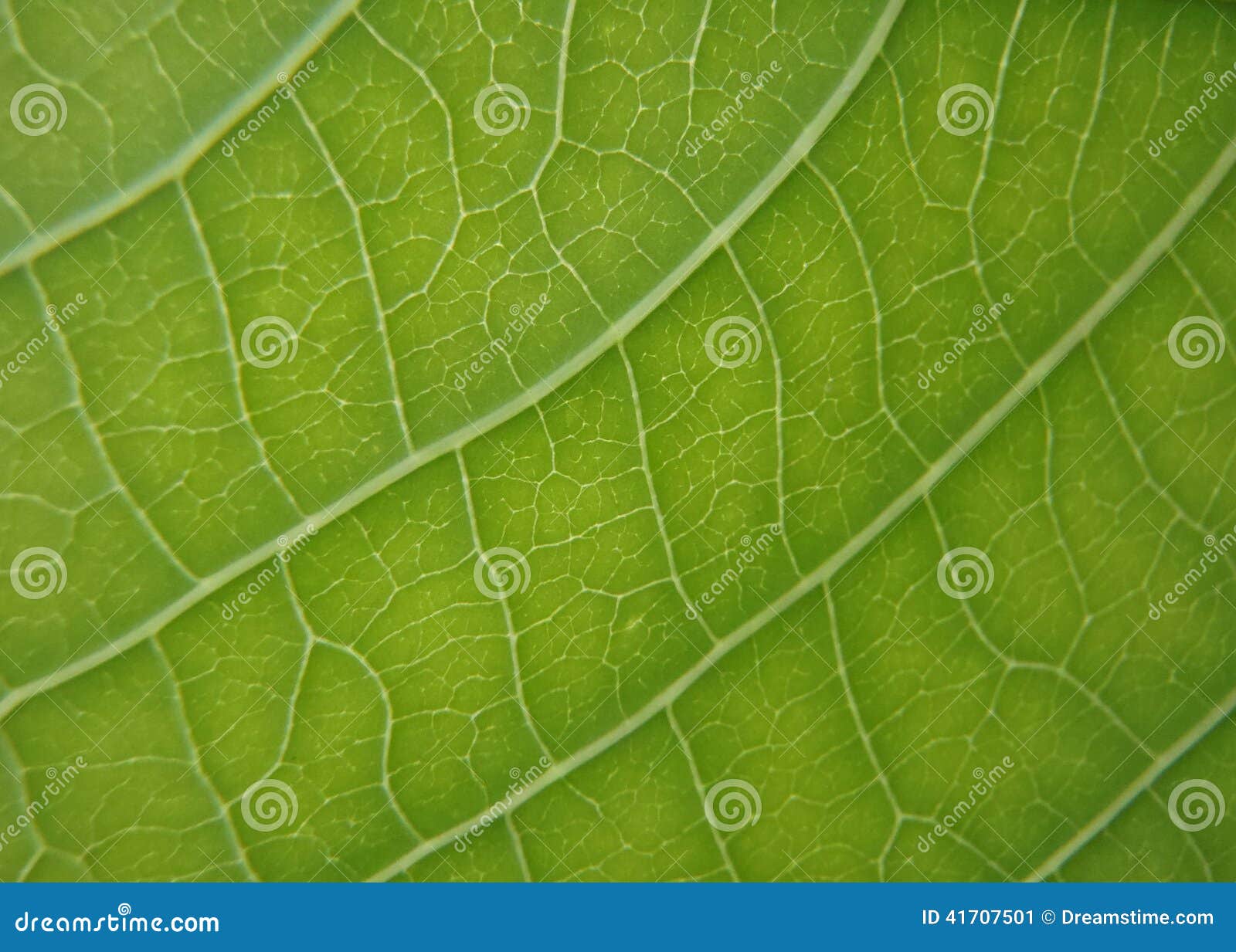 Leaf veins stock image. Image of garden, green, veins 41707501