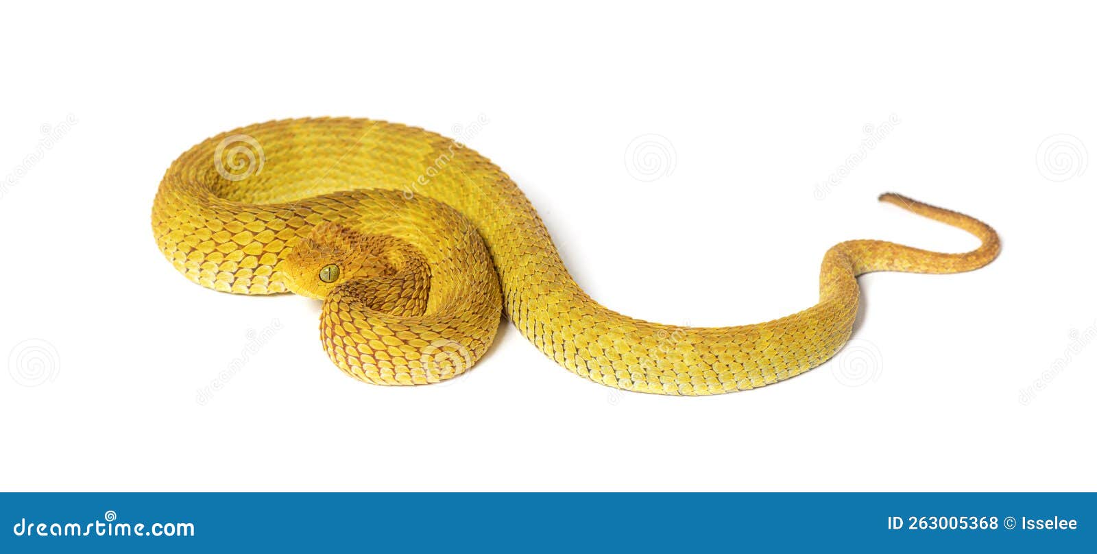 Leaf viper, Atheris squamigera, Stock image