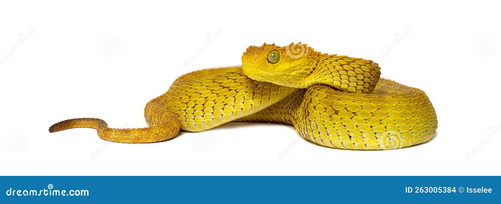 Life on White  Leaf viper with its tongue out, Atheris squamigera,  isolated on white