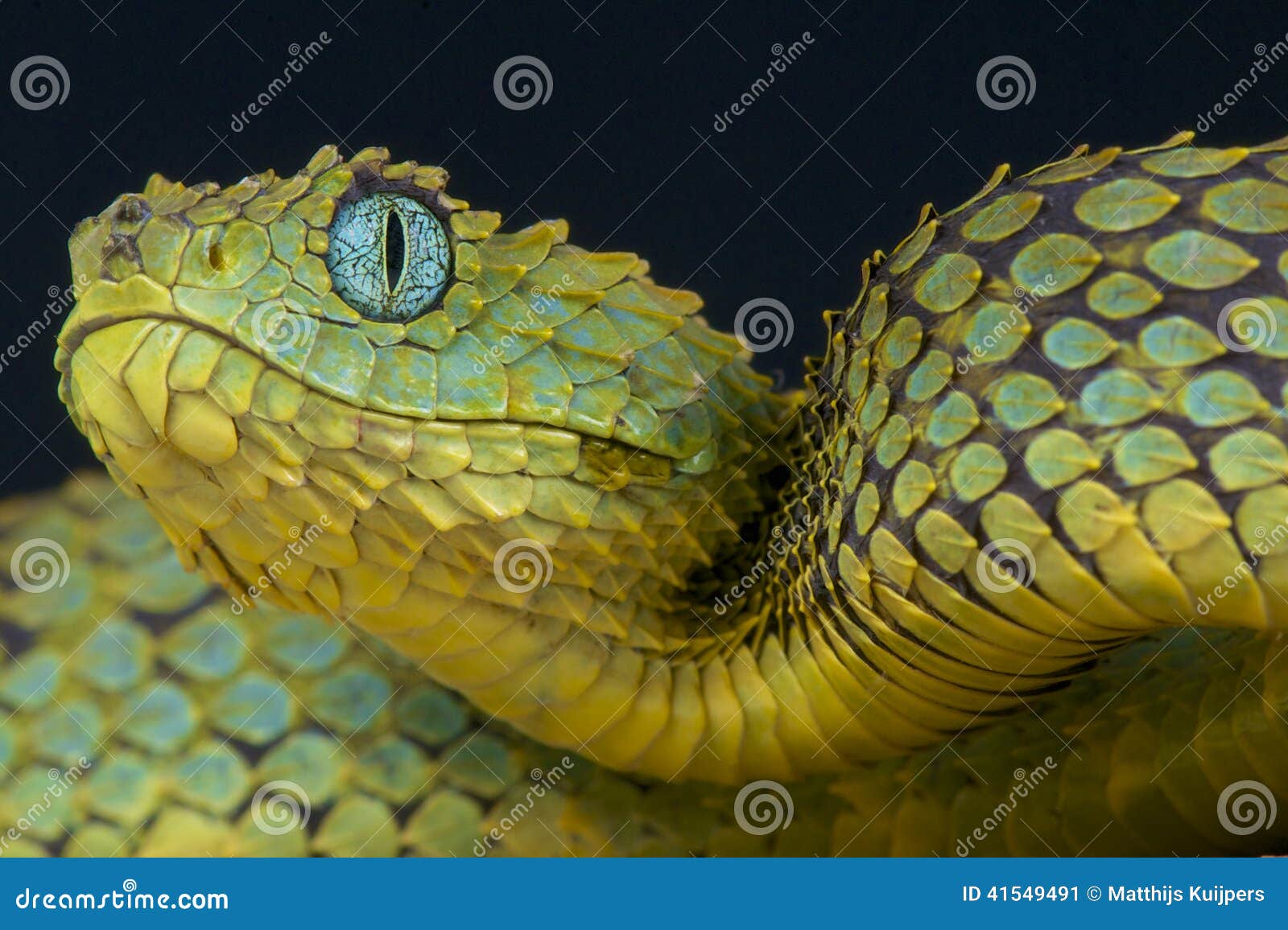 Atheris Chlorechis Stock Photos - Free & Royalty-Free Stock Photos from  Dreamstime