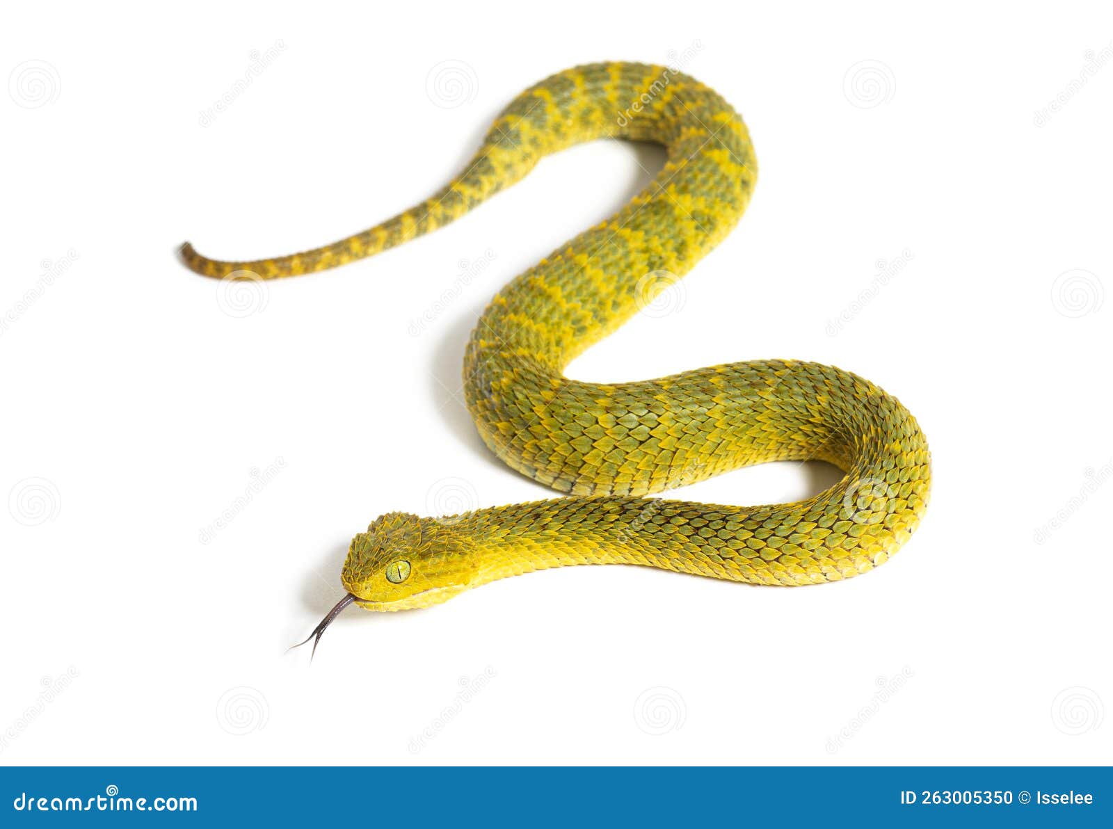 Atheris squamigera hi-res stock photography and images - Alamy