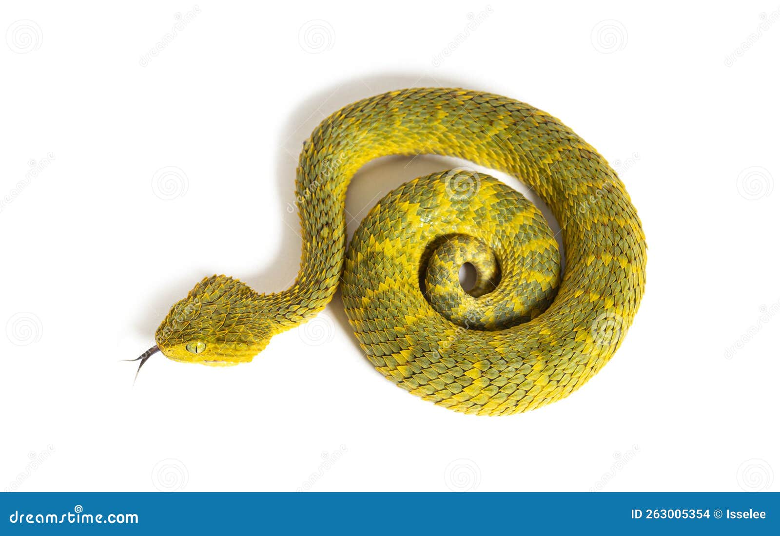 Bush Viper Atheris Squamigera Stock Photo - Download Image Now - Viper,  Animal Wildlife, Ghana - iStock