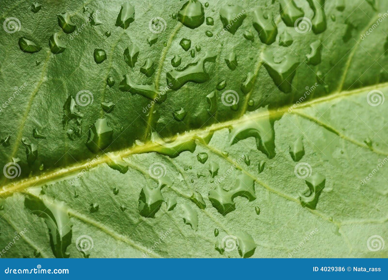 leaf with water drops