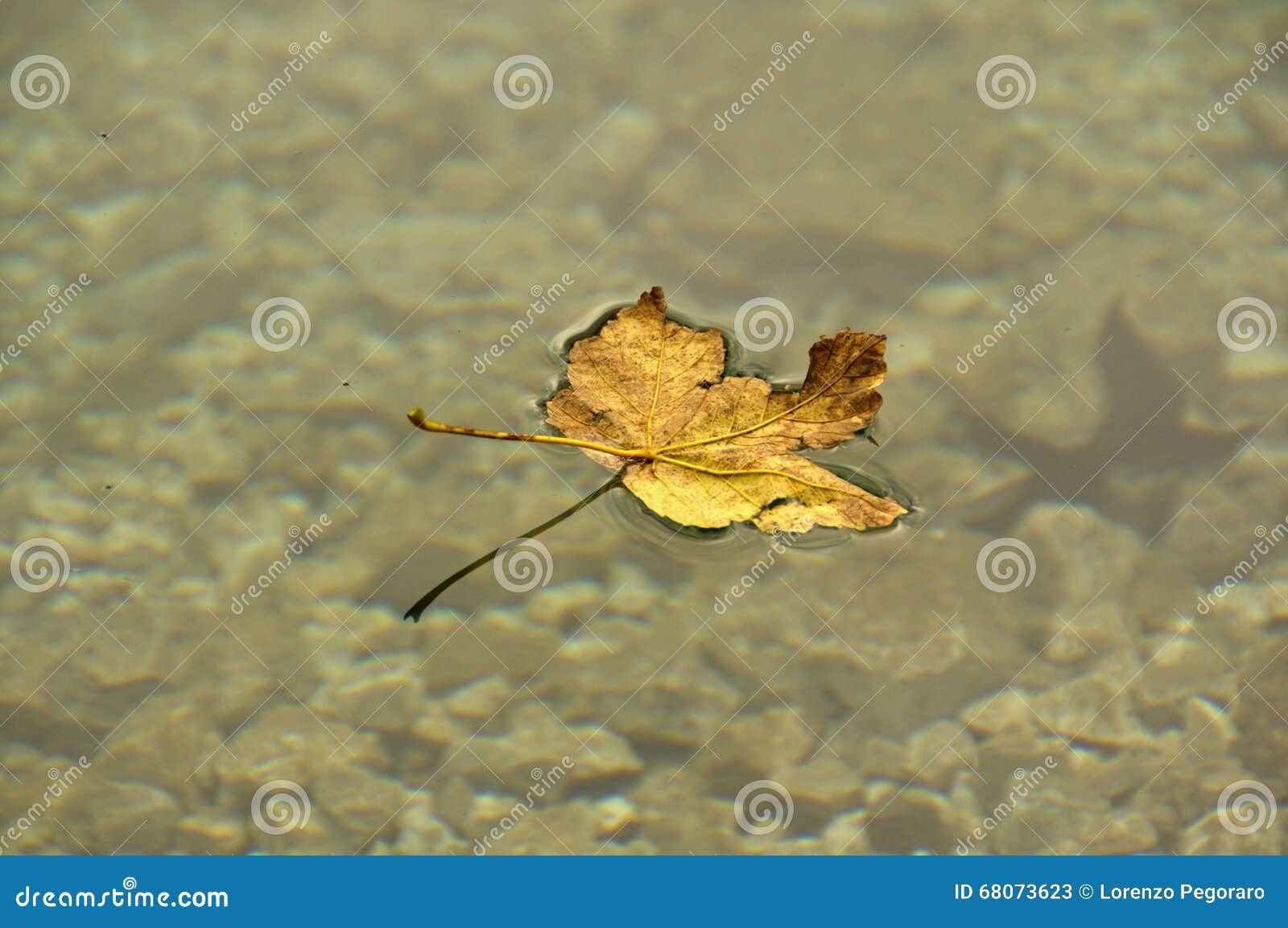 the leaf on the water (foglia sull'acqua)