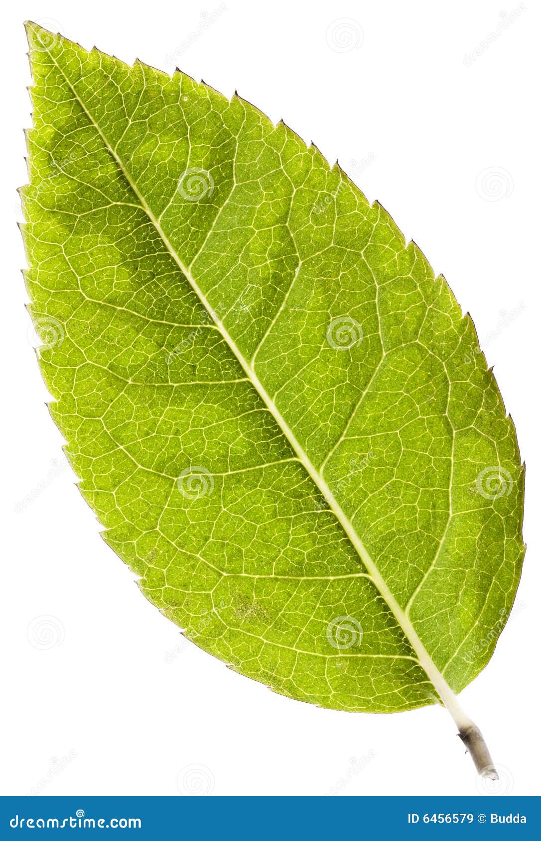 Leaf on white stock image. Image