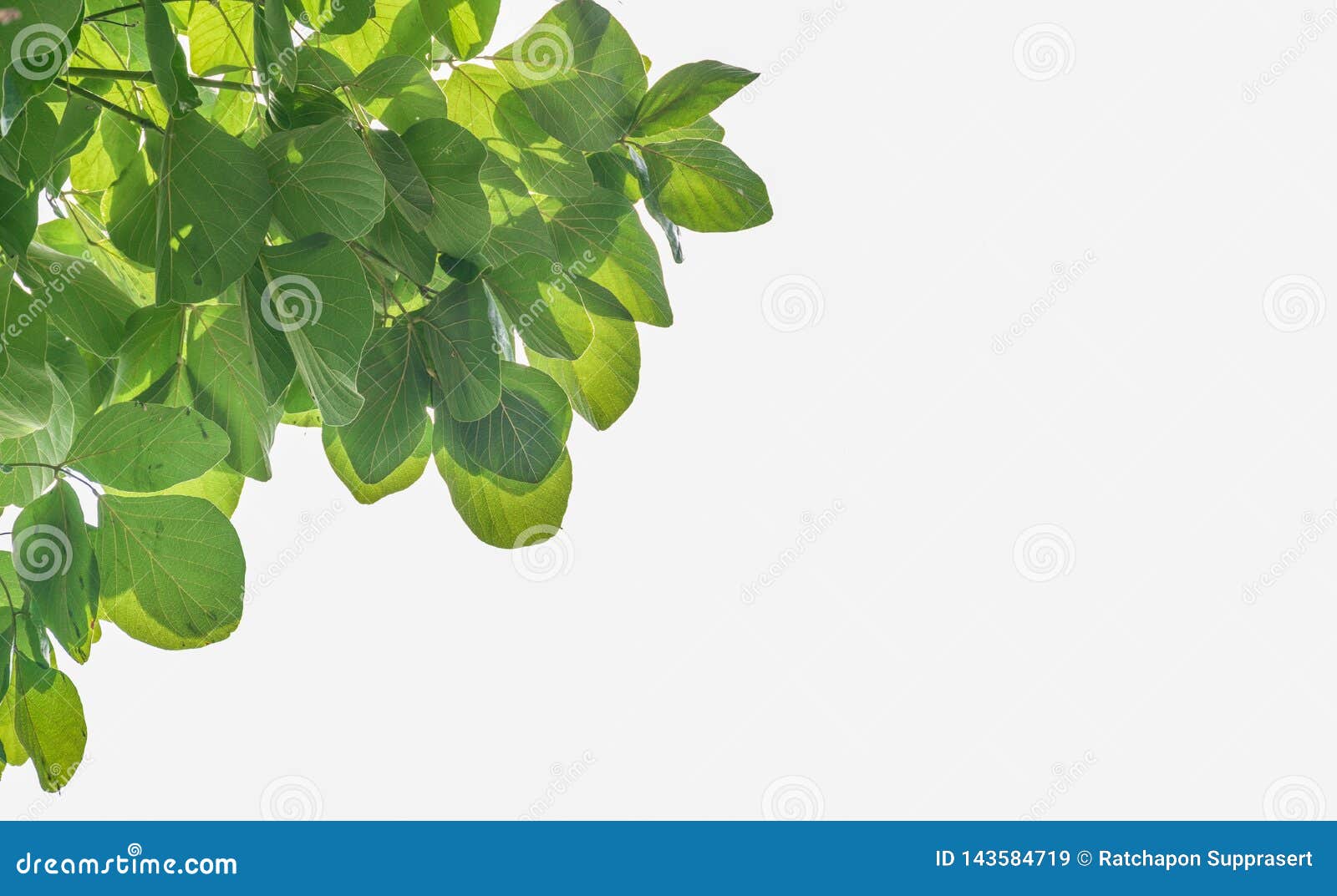 Leaf white background stock image. Image of colorful 143584719