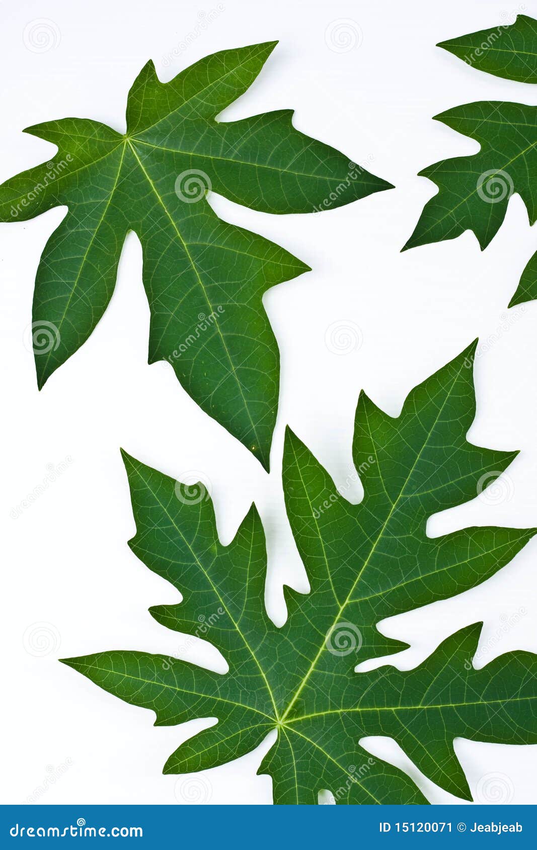 Leaf on white background stock image. Image of natural - 15120071