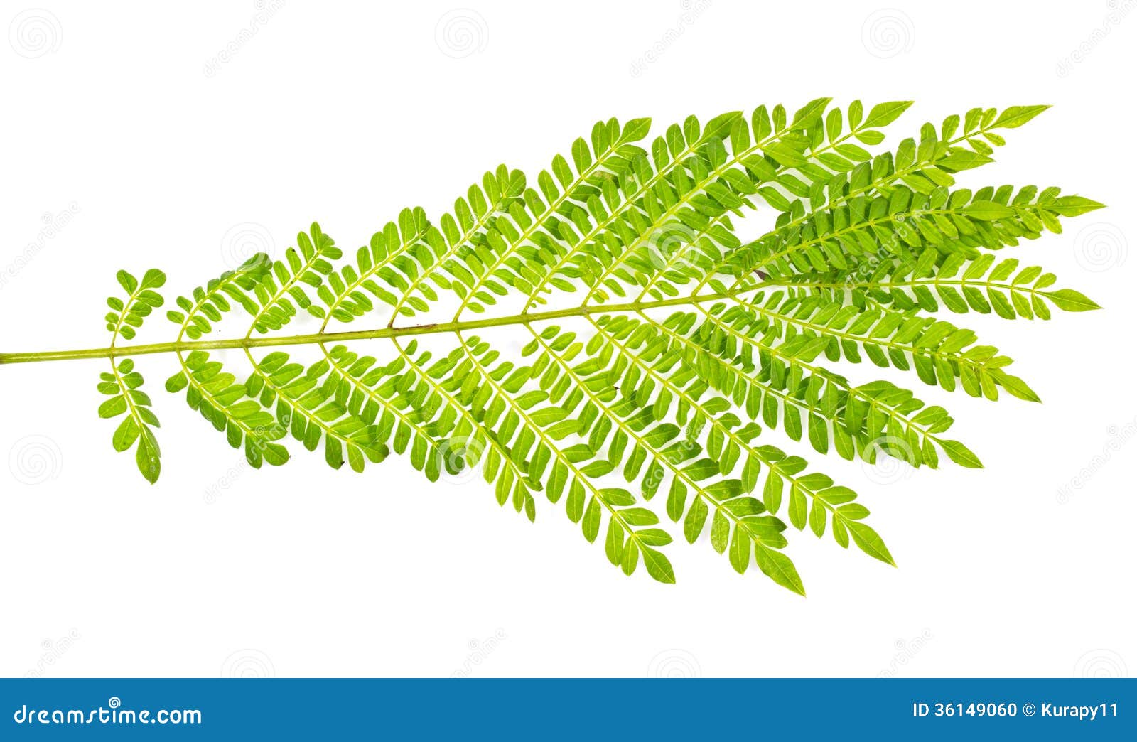 Leaf on white background stock photo. Image of closeup - 36149060