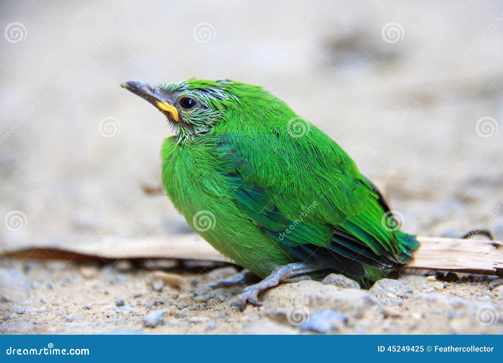 Leafbird Blu-alato (cochinchinensis di Chloropsis) in Tailandia