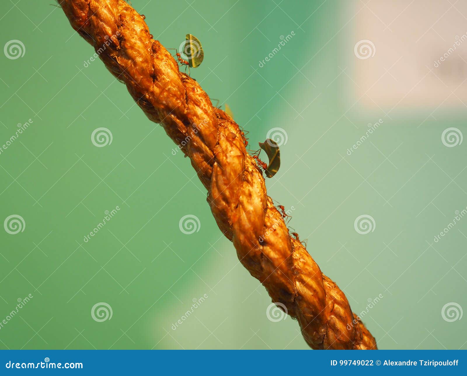 Leafcutter ants. stock photo. Image of close, insect 99749022