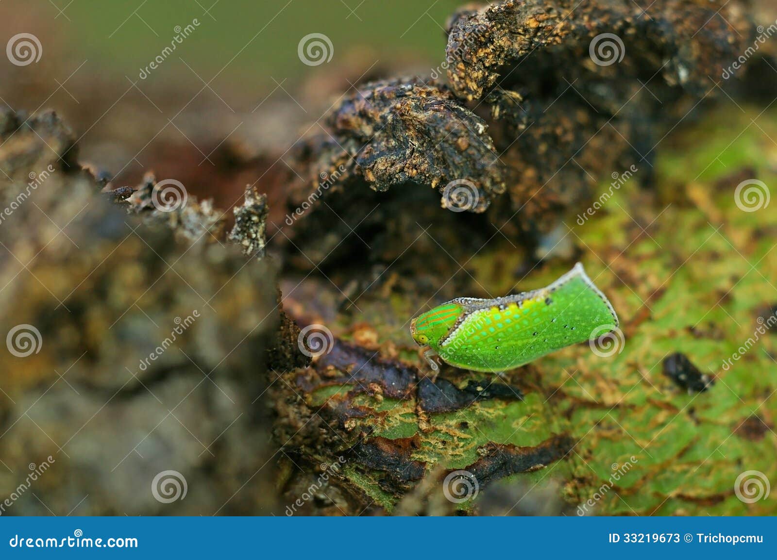 Leafhopper on tree bark stock image. Image of leafhopper 33219673