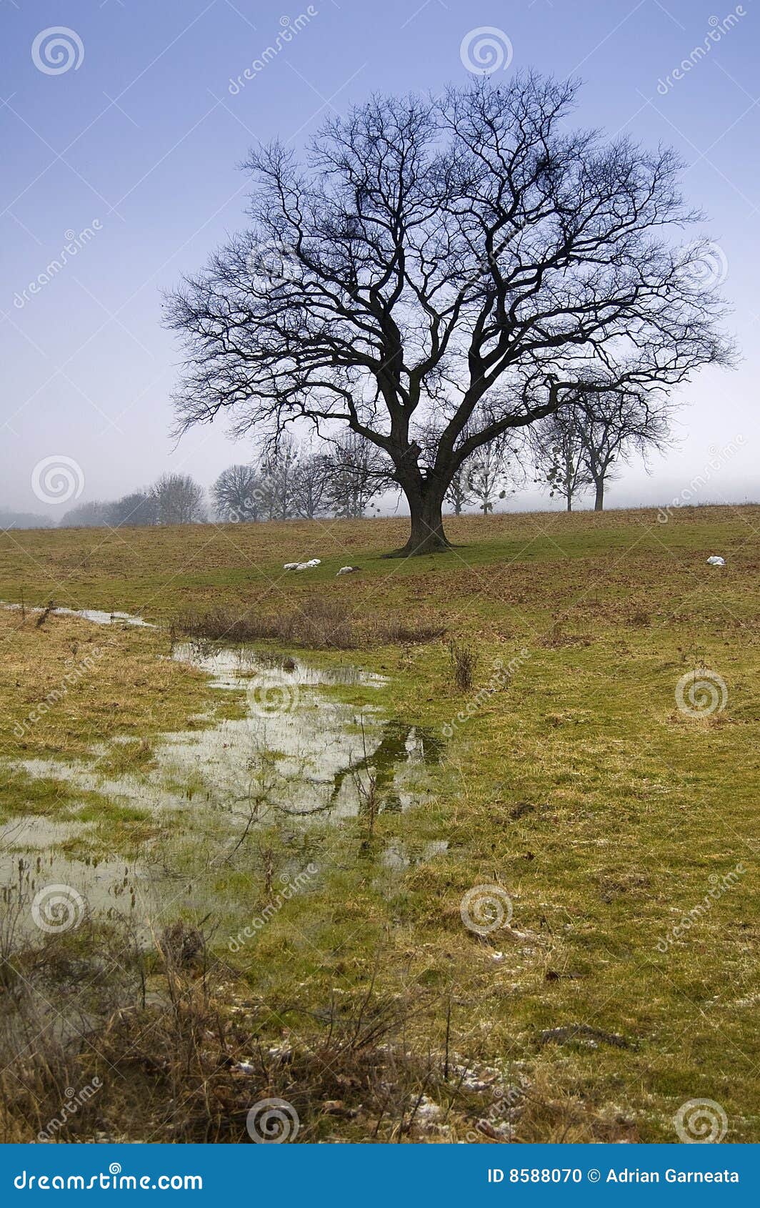 Leafless tree stock photo. Image of leafless, barren, country 8588070