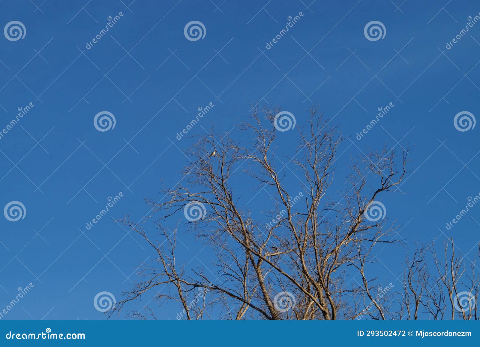 leafless tree with bird and blue sky