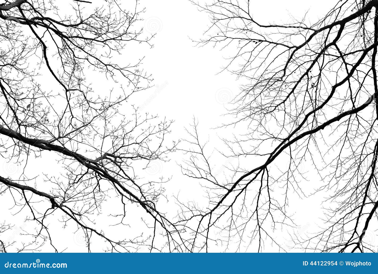 leafless tree branches on a pale white background