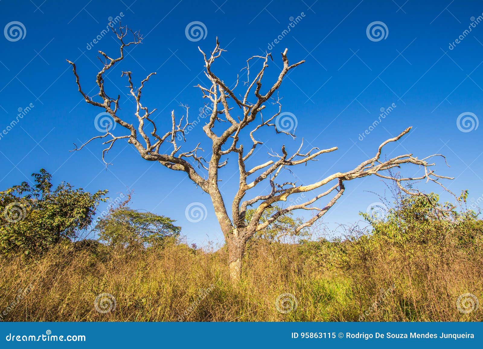 leafless tree in cerrado, pirenopolis