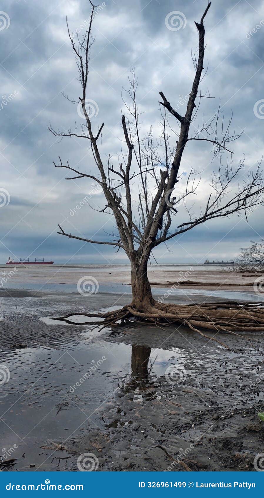 leafless tree with overcast sky on receding beach