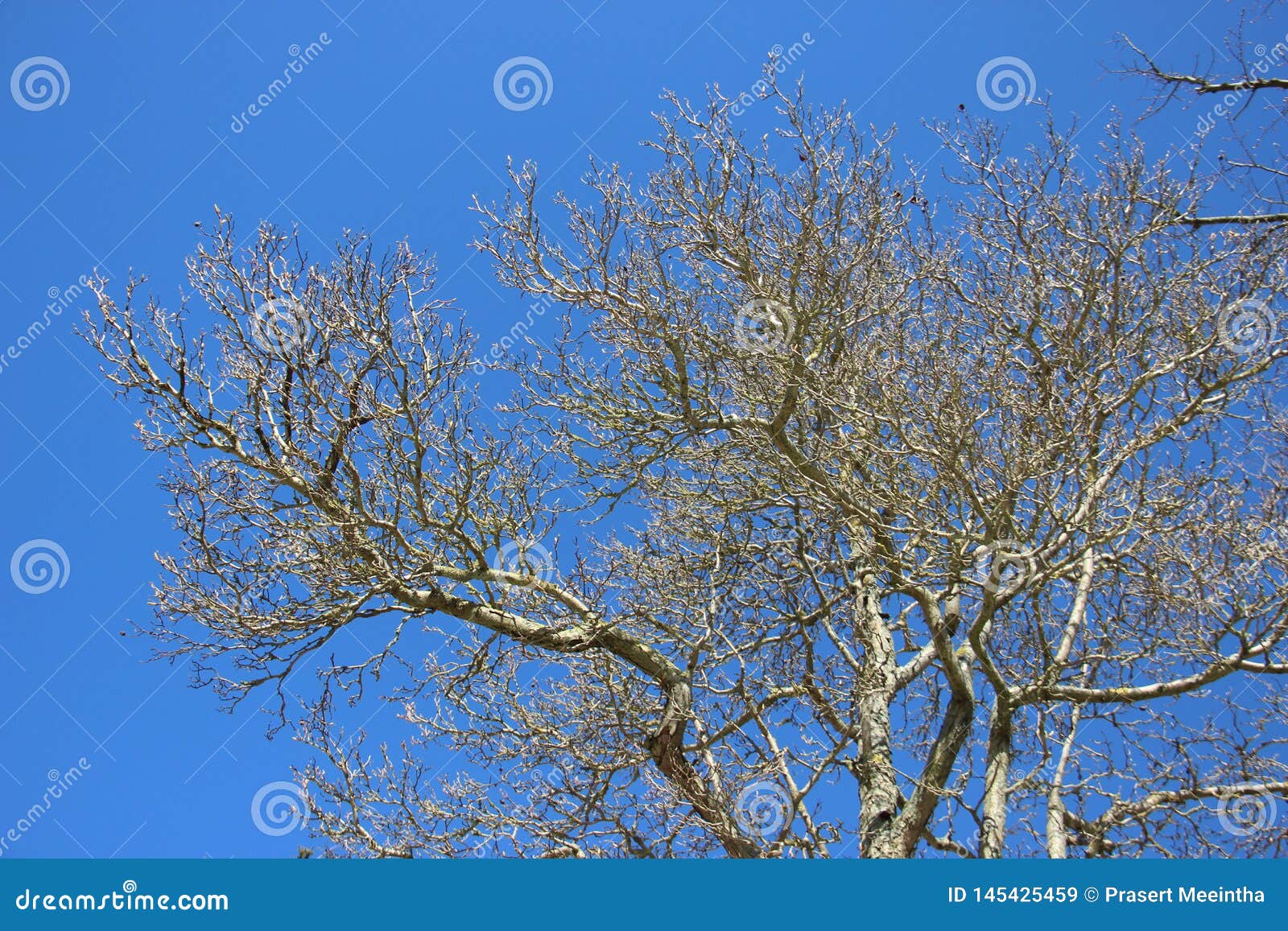 leafless tree in springtime