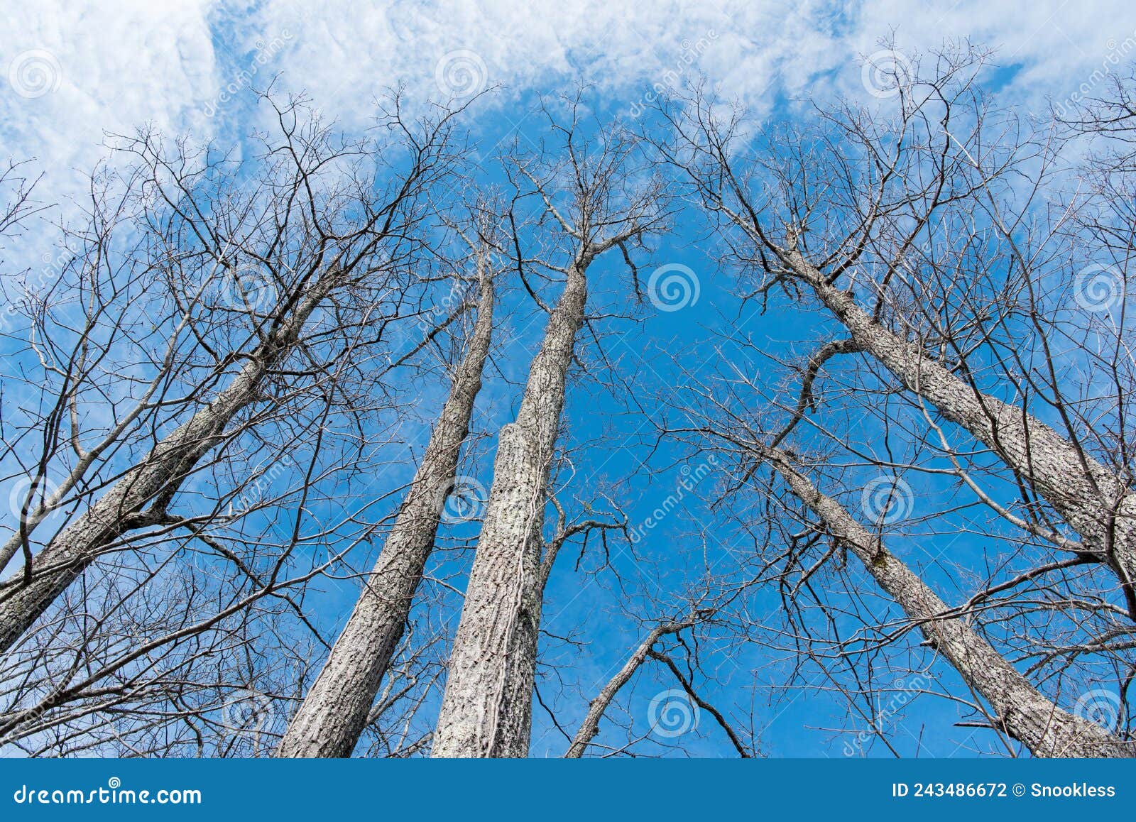 5 leafless trees filling the sky