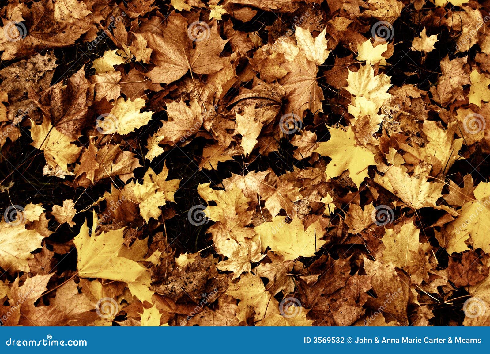 brown fall leaf