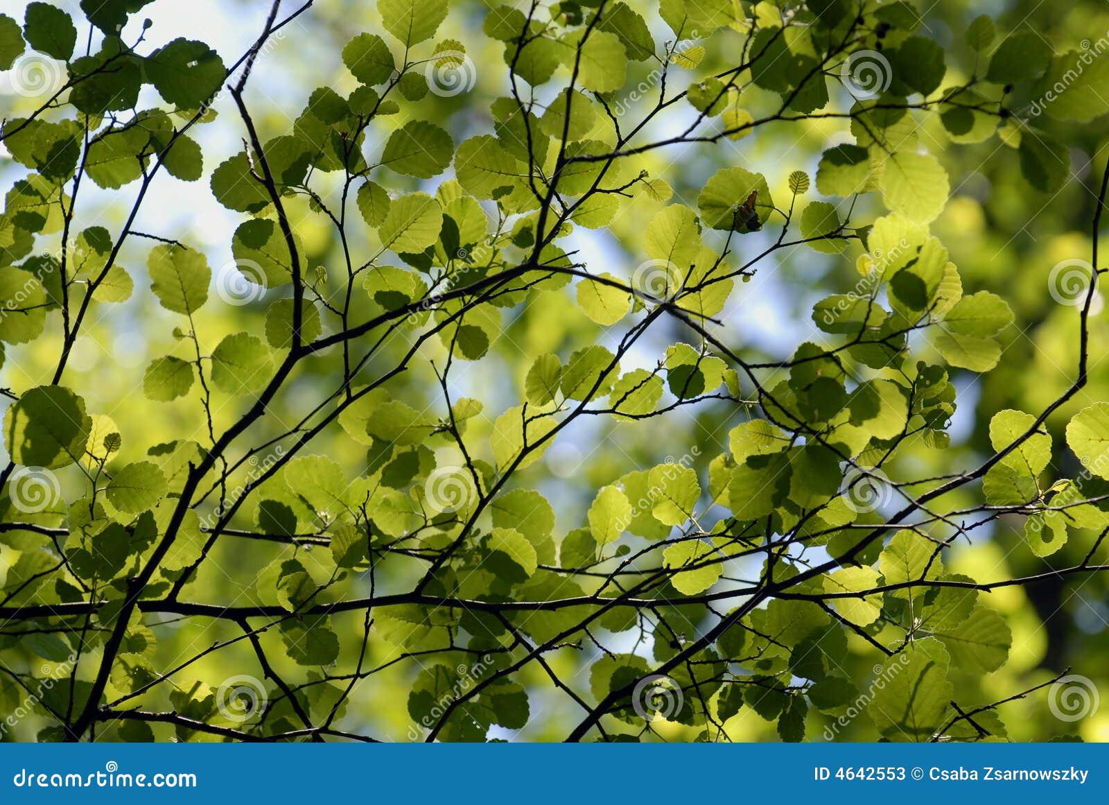 leafs in backlight