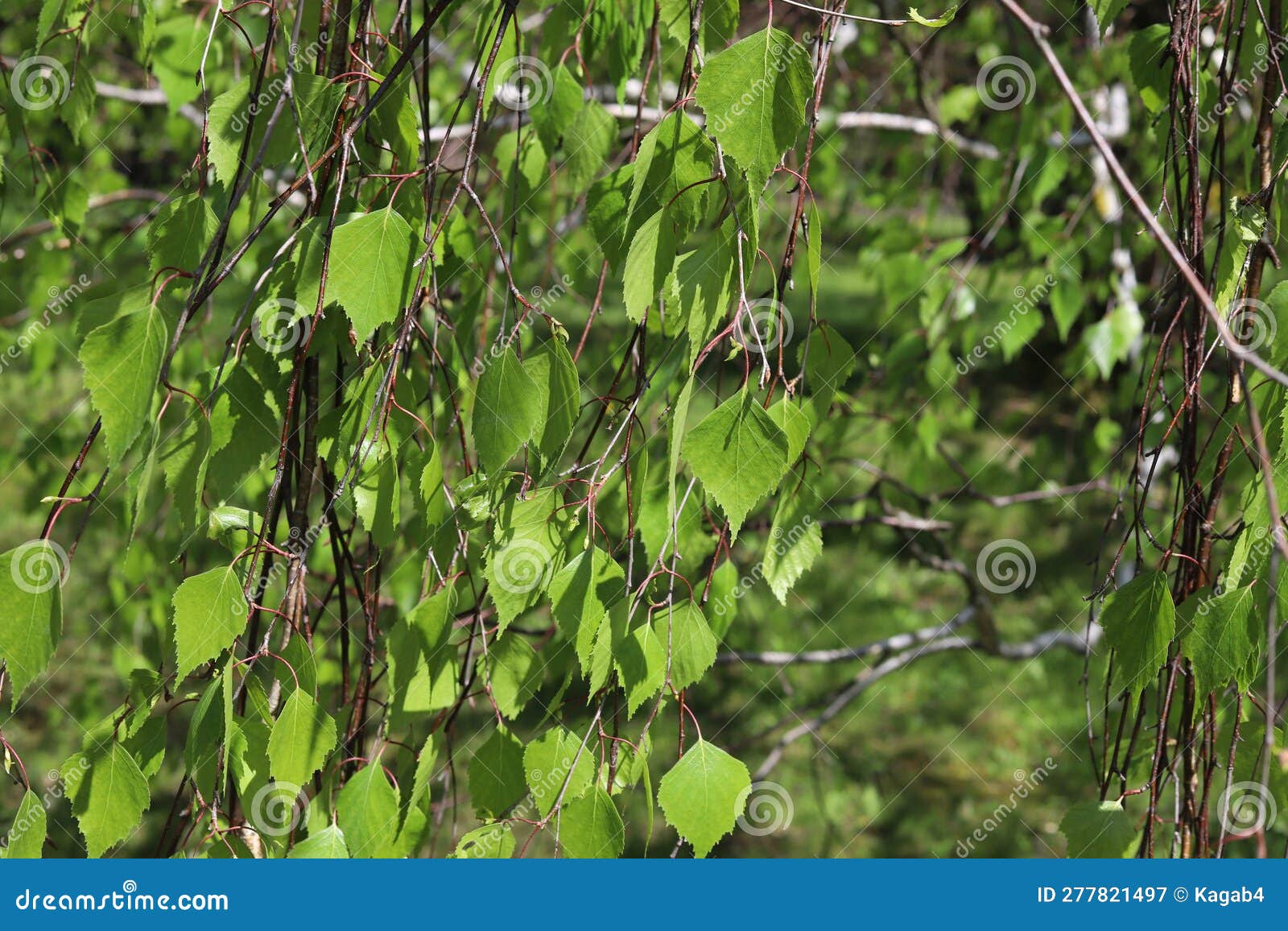 Leafs of Betula Pendula Tree, Silver Birch. Stock Image Image of
