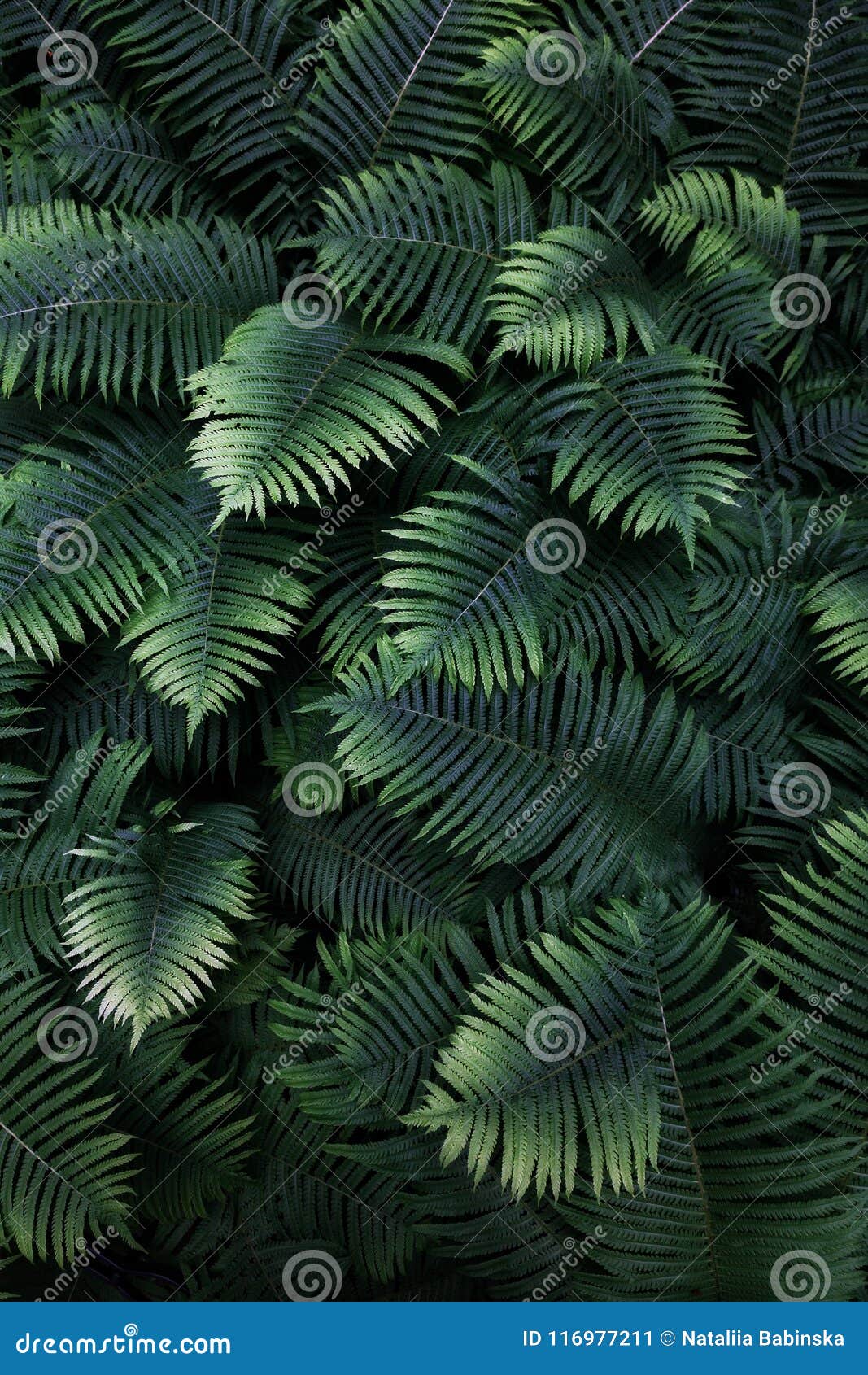 leafs fern rain drops tropical top view nature background dreen fine art fresh sweet cool new