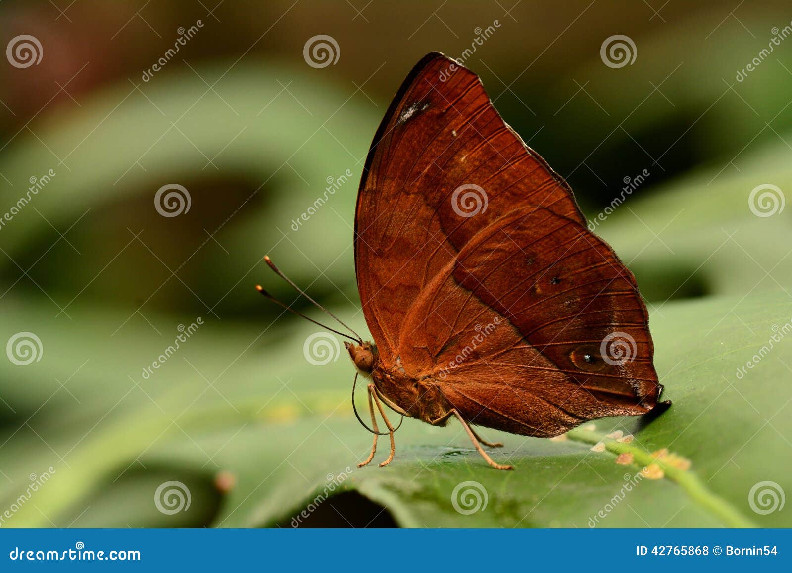 Blue Leafwings Butterfly Dome 